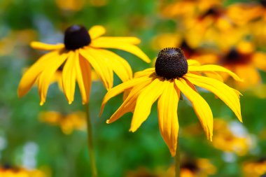 Flower of Rudbeckia. Black-eyed Susan. Close-up of a yellow flower blooming. Selective soft focus. Blurred background.