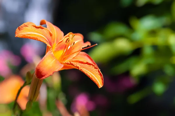Daylily Flower Flower Bloom Orange Daylily Selective Soft Focus Blurred — Zdjęcie stockowe