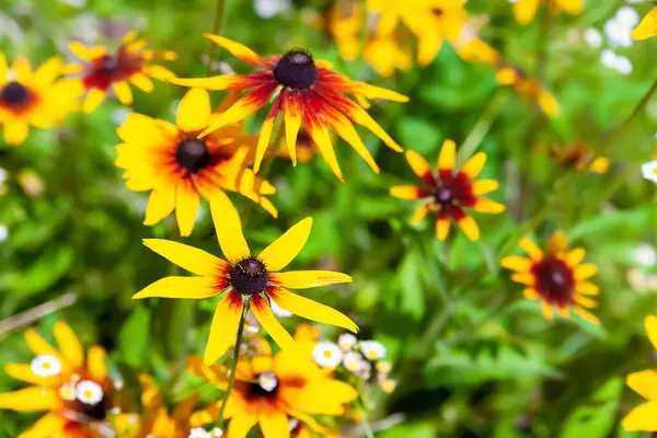 Flowers Rudbeckia Black Eyed Susan Flowers Blooming Garden Selective Soft — Foto de Stock