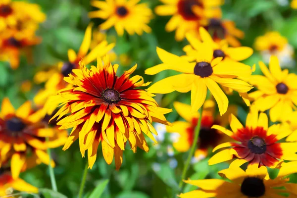 Terry Rudbeckia Virág Fekete Szemű Susan Közelkép Egy Virágról Szelektív — Stock Fotó