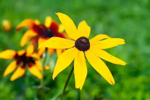 Flower Rudbeckia Black Eyed Susan Close Yellow Flower Blooming Selective — Stock Fotó