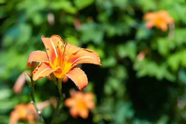 Daylily Flower Blooming Flower Close Orange Lily Selective Soft Focus — Stock Photo, Image