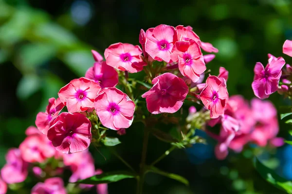 Phlox Flowers Inflorescence Pink Phloxes Blooms Flowers Blooming Garden Floral — Fotografia de Stock