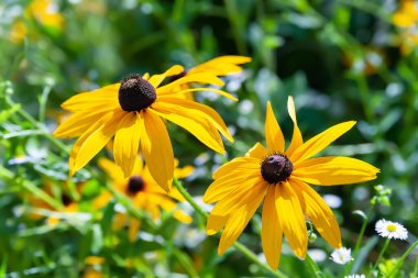 Rudbeckia flower. Black-eyed Susan. Close-up of a flower bloom. Selective soft focus. Floral wallpaper. Blurred background.