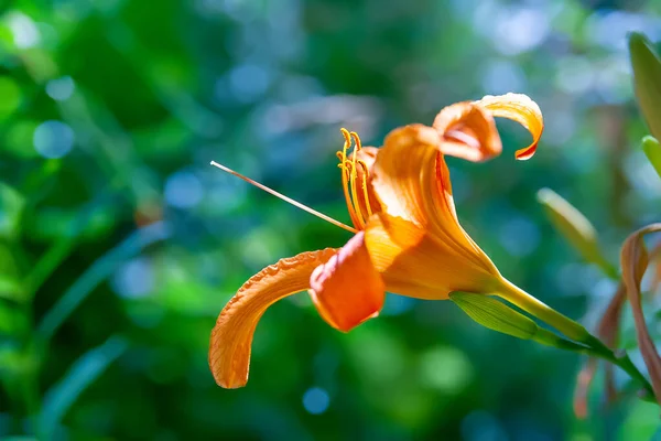 Daylily Flower Blooming Flower Garden Close Orange Daylily Selective Soft — Stock Photo, Image