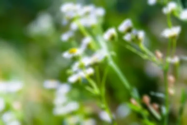 Flower Wild Chamomile Flowering Meadow Flower Close Wild Flower Selective — Foto de Stock