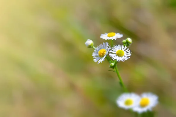 Chamomile Flower Blooming Meadow Flower Close Wild Flower Selective Soft — стоковое фото