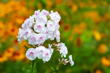 Phlox flower. Close-up of an inflorescence of white phlox against a background of yellow flowers. Flowers blooming in the garden. Wallpaper with copy space. Selective focus. Blurred background