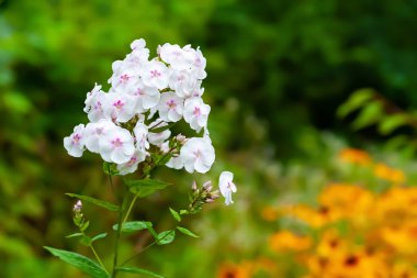 Phlox flower. Inflorescence of white phlox on a background of yellow flowers. Flowers blooming in the garden. Floral wallpaper with copy space. Selective soft focus. Blurred background