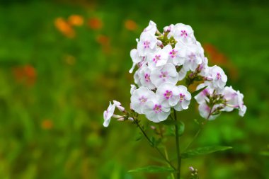 Phlox flower. Close-up of a white phlox inflorescence. Flowers blooming in the garden. Floral wallpaper with copy space. Selective soft focus. Blurred background