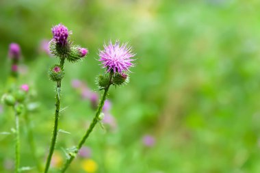 Flower of burdock. Flowering wild flower. Close-up of a purple flower. Selective soft focus. Floral wallpaper. Blurred background