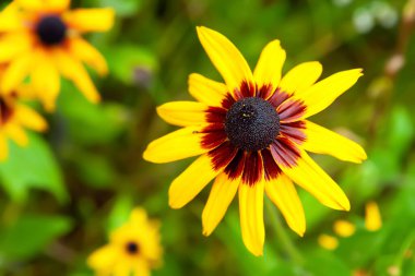 Rudbeckia flower. Black-eyed Susan. Close-up of a wet large flower after rain. Selective soft focus. Floral wallpaper. Blurred background
