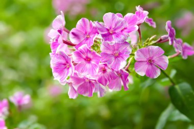 Flowers Phlox. Close-up of a pink phlox inflorescence. Flowers blooming in the garden. Floral wallpaper. Selective soft focus. Blurred background