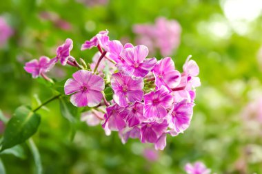 Phlox flowers. Close-up of a pink phlox inflorescence. Flowers blooming in the garden. Floral wallpaper. Selective soft focus. Blurred background