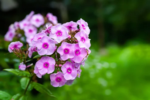 Phlox Flower Close Purple Phlox Inflorescence Flowers Blooming Garden Floral —  Fotos de Stock