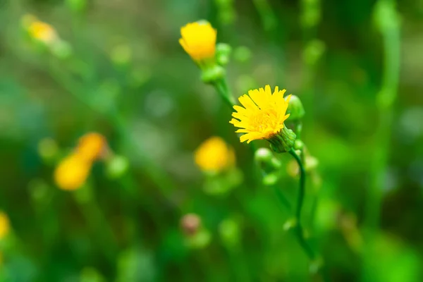 Dandelion Wild Flower Flowering Meadow Flower Close Small Yellow Wildflower — Foto de Stock