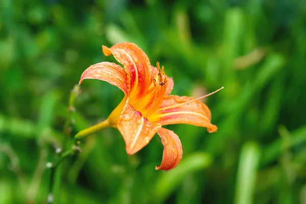 Daylily Flower Blooming Garden Flower Close Lily Flower Selective Soft — Stock Photo, Image