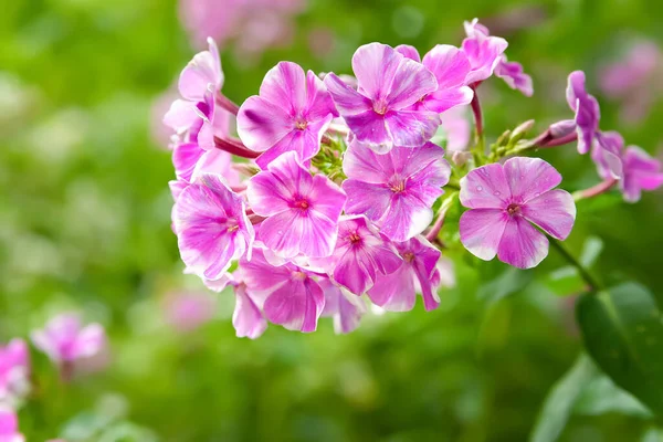 Flowers Phlox Close Pink Phlox Inflorescence Flowers Blooming Garden Floral —  Fotos de Stock