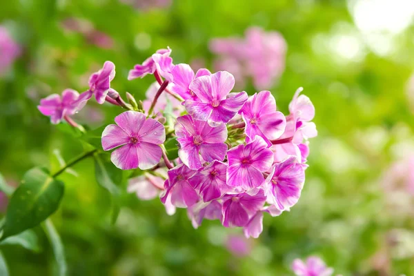 Phlox flowers. Close-up of a pink phlox inflorescence. Flowers blooming in the garden. Floral wallpaper. Selective soft focus. Blurred background