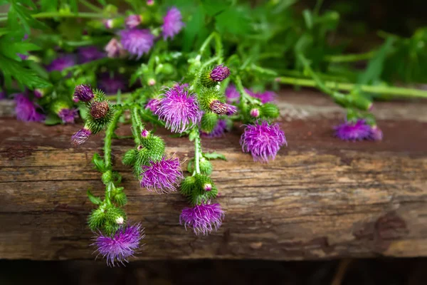 Burdock Flowers Bouquet Wild Flowers Plucked Wooden Surface Medicinal Homeopathic — Zdjęcie stockowe