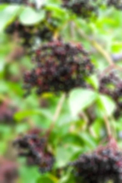 Inflorescences of elderberry. Clusters of black berries of elderberry. Healing homeopathic plants. Selective soft focus. Floral wallpaper. Blurred background
