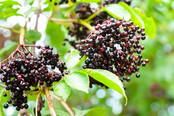 Close-up of an elderberry inflorescence. Clusters of black elderberries. Medicinal homeopathic plants. Selective soft focus. Floral wallpaper. Blurred background