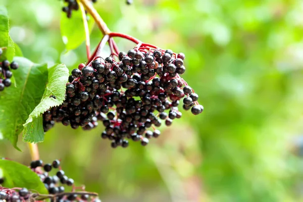 Close Elderberry Inflorescence Clusters Black Elderberries Healing Homeopathic Plants Selective — Zdjęcie stockowe