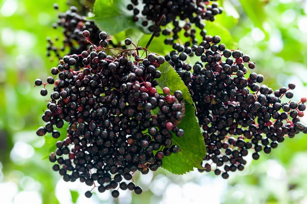 Clusters Elderberry Black Elderberries Branch Medicinal Homeopathic Plants Selective Focus — Zdjęcie stockowe