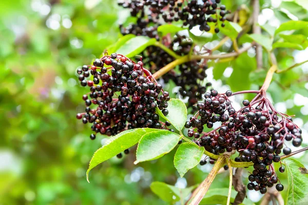 Clusters Elderberry Black Elderberries Branch Healing Homeopathic Plants Selective Soft — Stockfoto
