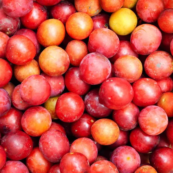 Cherry plum. Close-up of a lot of red cherry plum. Abstract creative surface for design