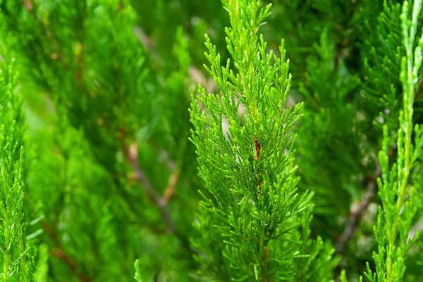 Green Foliage Background Close Texture Leaves Evergreen Alpine Juniper Abstract — Fotografia de Stock