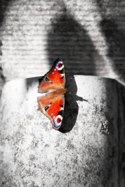 Red butterfly. Butterfly on an abstract contrasting background. Selective soft focus. Shallow depth of field. Blurred background