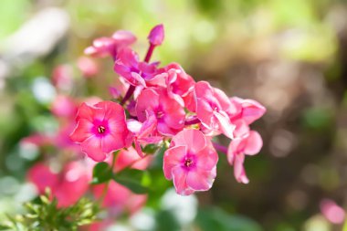 Phlox flowers. Close-up of a pink phlox flower. Flowers in the flower bed. Floral wallpaper. Selective soft focus. Shallow depth of field. Blurred background
