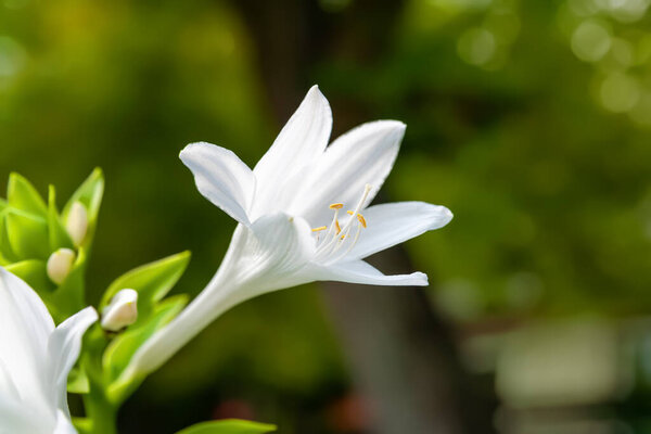 Hosta flowers. Close-up of a white Hosta flower. Flowers in a flower bed in the garden. Selective soft focus. Shallow depth of field. Blurred background