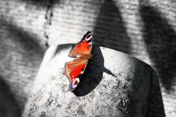 Red butterfly. Butterfly on an abstract contrasting background. The play of light and shadow. Selective soft focus. Shallow depth of field. Blurred background