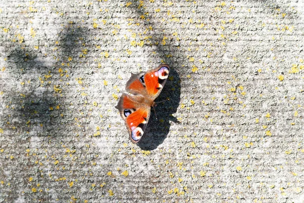 Red butterfly. Butterfly on an abstract contrasting background. Play of light and shadow. Selective soft focus. Small depth of field. Blurred background