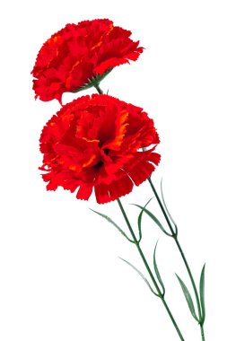 Kırmızı karanfil. İki yapay plastik çiçek. Beyaz arkaplanda kırmızı karanfil çiçeği izole