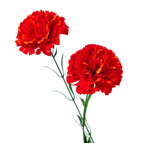 Red carnation. Two plastic flowers Red artificial carnation flower isolated on white background