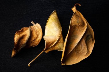 Kurumuş yapraklar. Üç kuru kahverengi yaprağa yakın çekim. Seçici yumuşak odaklanma. Yüzeyin derinliği. Ağır desenli resim