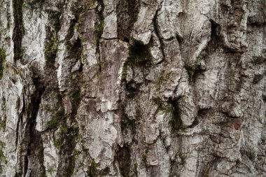 Ağaç kabuğu. Kabuğun dokusu. Ahşap arka plan. Doğal arkaplan