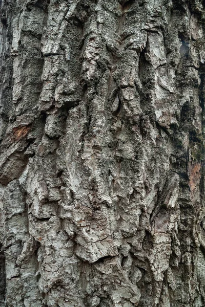 木の樹皮 濃い色の質感 木製の背景 自然背景 — ストック写真
