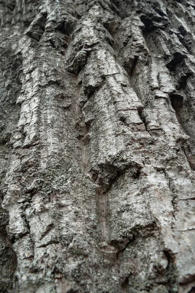 Bark Tree Bark Texture Wood Background Natural Background — Stock Photo, Image