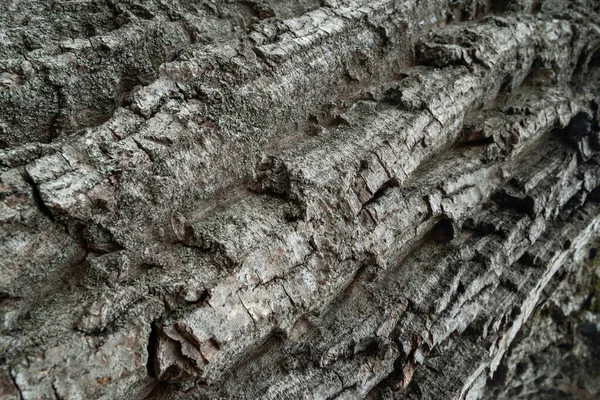 Textura Corteza Corteza Árbol Fondo Madera Fondo Natural —  Fotos de Stock