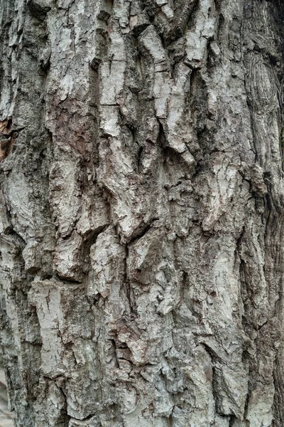 Struktura Kůry Štěkot Stromu Dřevěné Pozadí Přírodní Pozadí — Stock fotografie