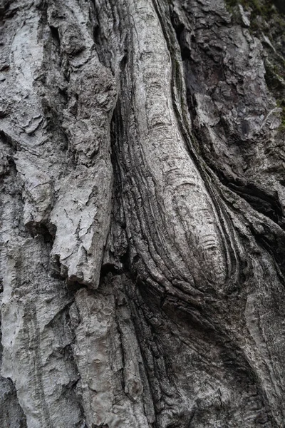 Écorce Arbre Texture Écorce Fond Bois Texture Rugueuse Contexte Naturel — Photo