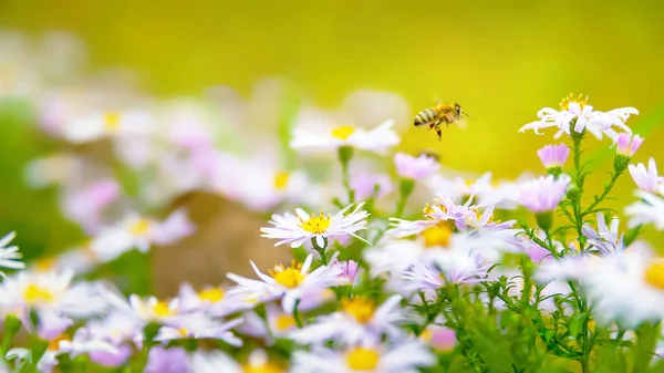 Bloemen Asters Bijen Boven Bloemen Bloemenbed Asters Bloeien Herfst Selectieve — Stockfoto