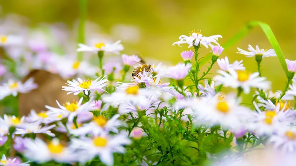 Asters flowers. Bees over flowers. Flower bed. Asters bloom in autumn. Selective soft focus. Shallow depth of field