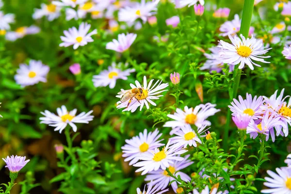 Flowers Asters. Flower bed. Asters bloom in the fall. Selective soft focus. Shallow depth of field