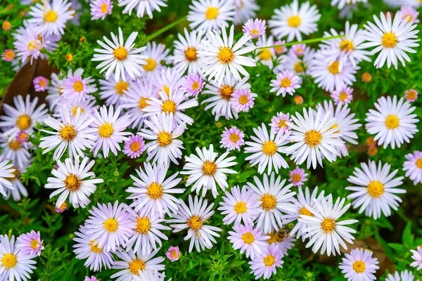 Asters flowers. Asters bloom in autumn. Top view of a flower bed. Selective soft focus. Shallow depth of field