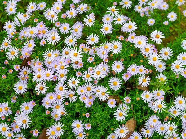 Asters flowers. Asters bloom in autumn. Top view flowerbed. Selective soft focus. Shallow depth of field